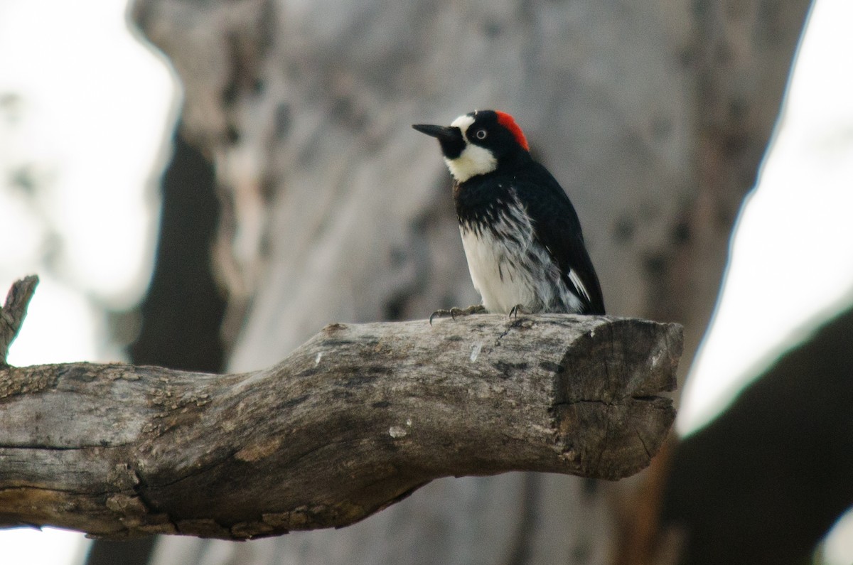 Acorn Woodpecker - ML615471046