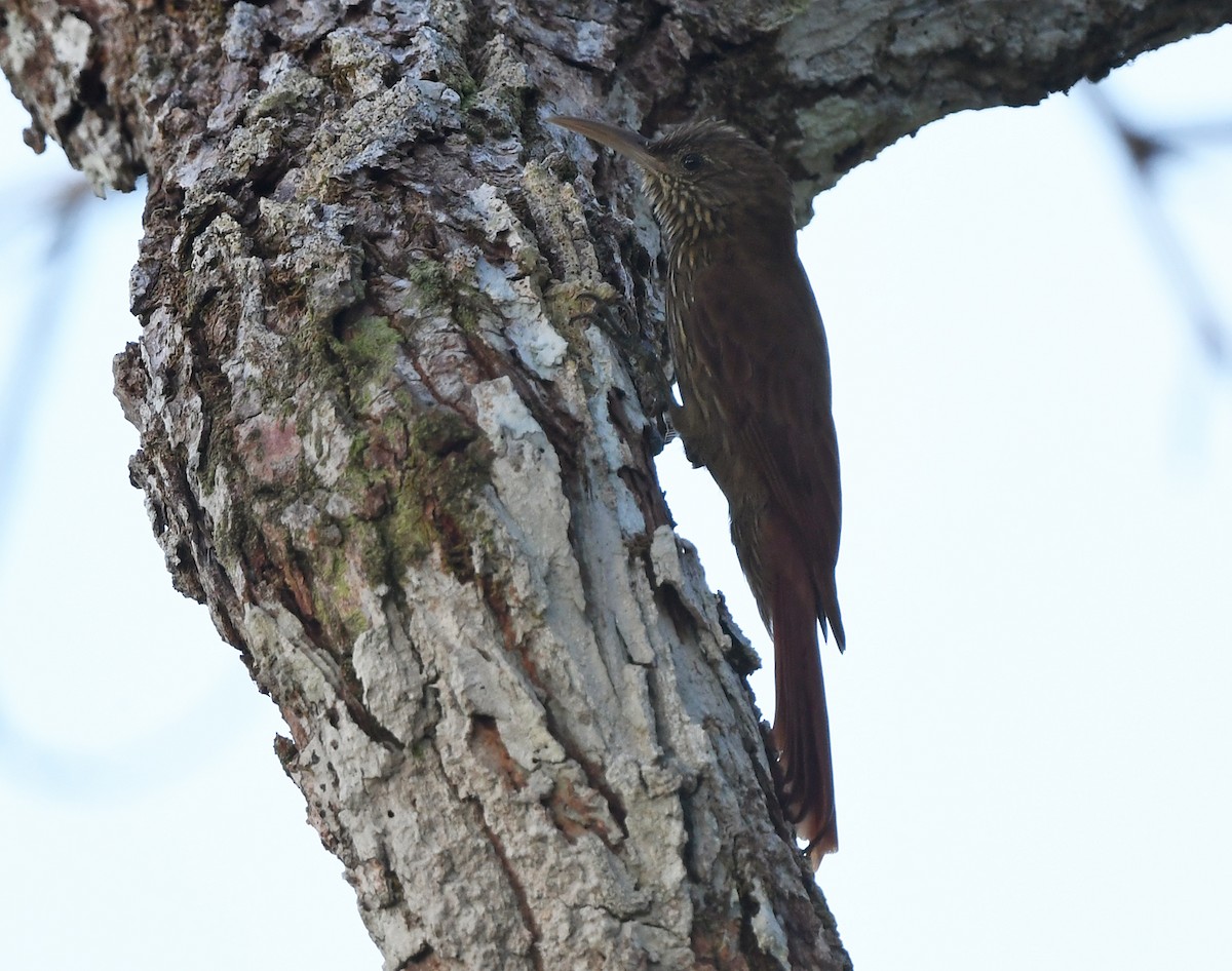 Duida Woodcreeper - ML615471052