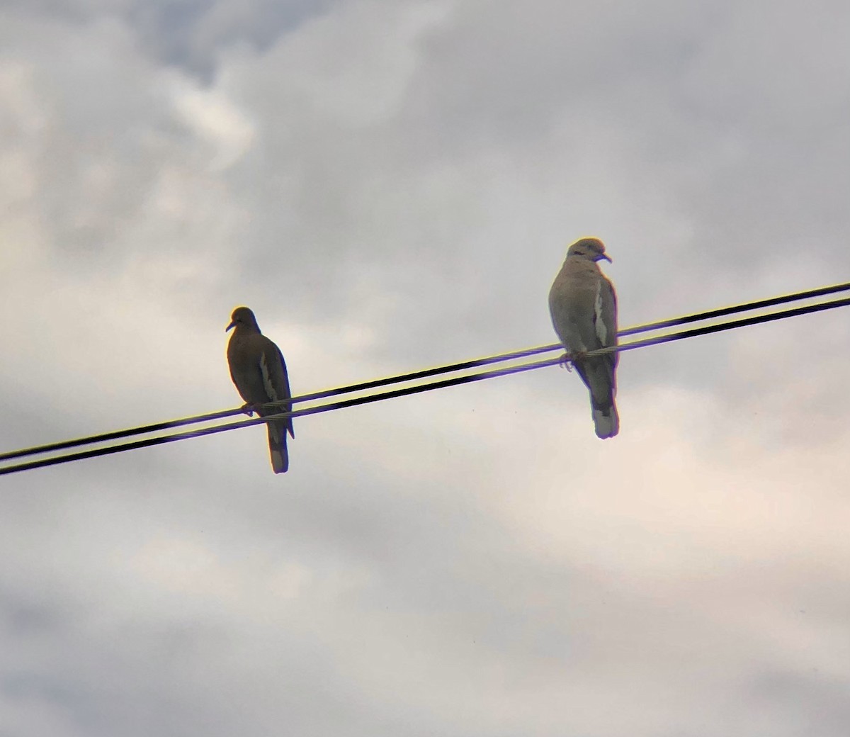 White-winged Dove - ML615471056