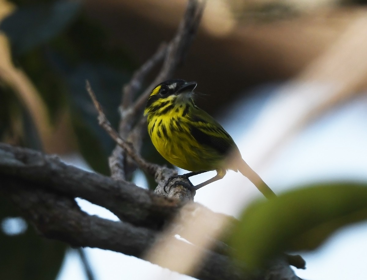 Yellow-browed Tody-Flycatcher - ML615471057