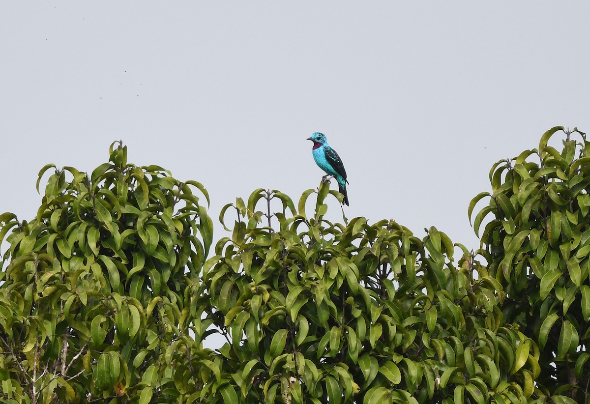 Cotinga Celeste - ML615471070