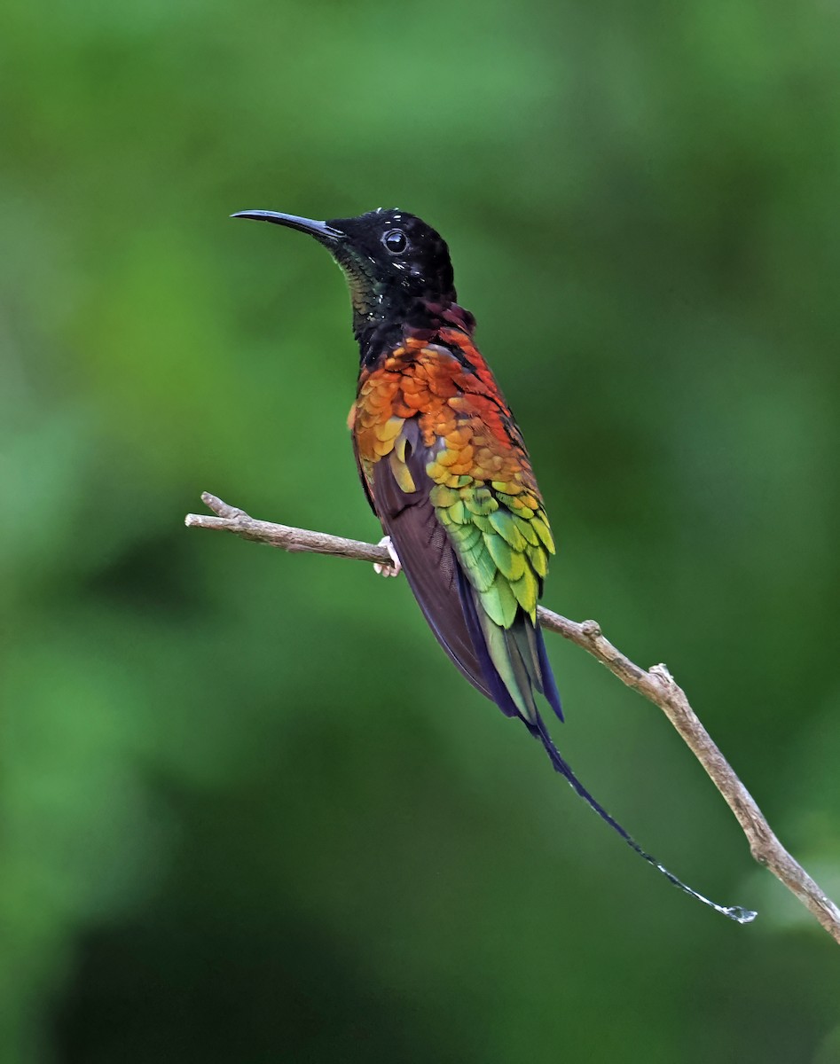kolibřík zelenokostřečný - ML615471083