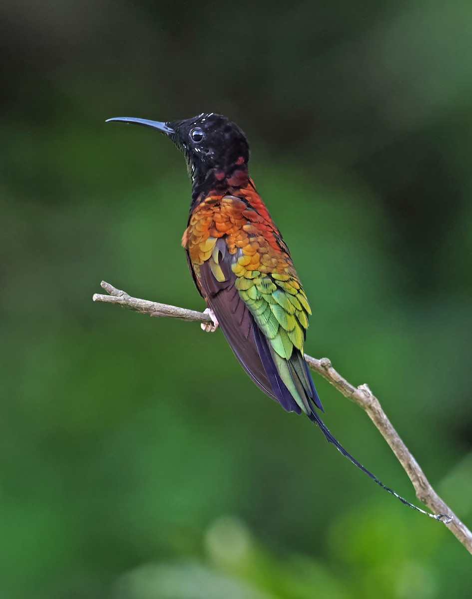 kolibřík zelenokostřečný - ML615471084
