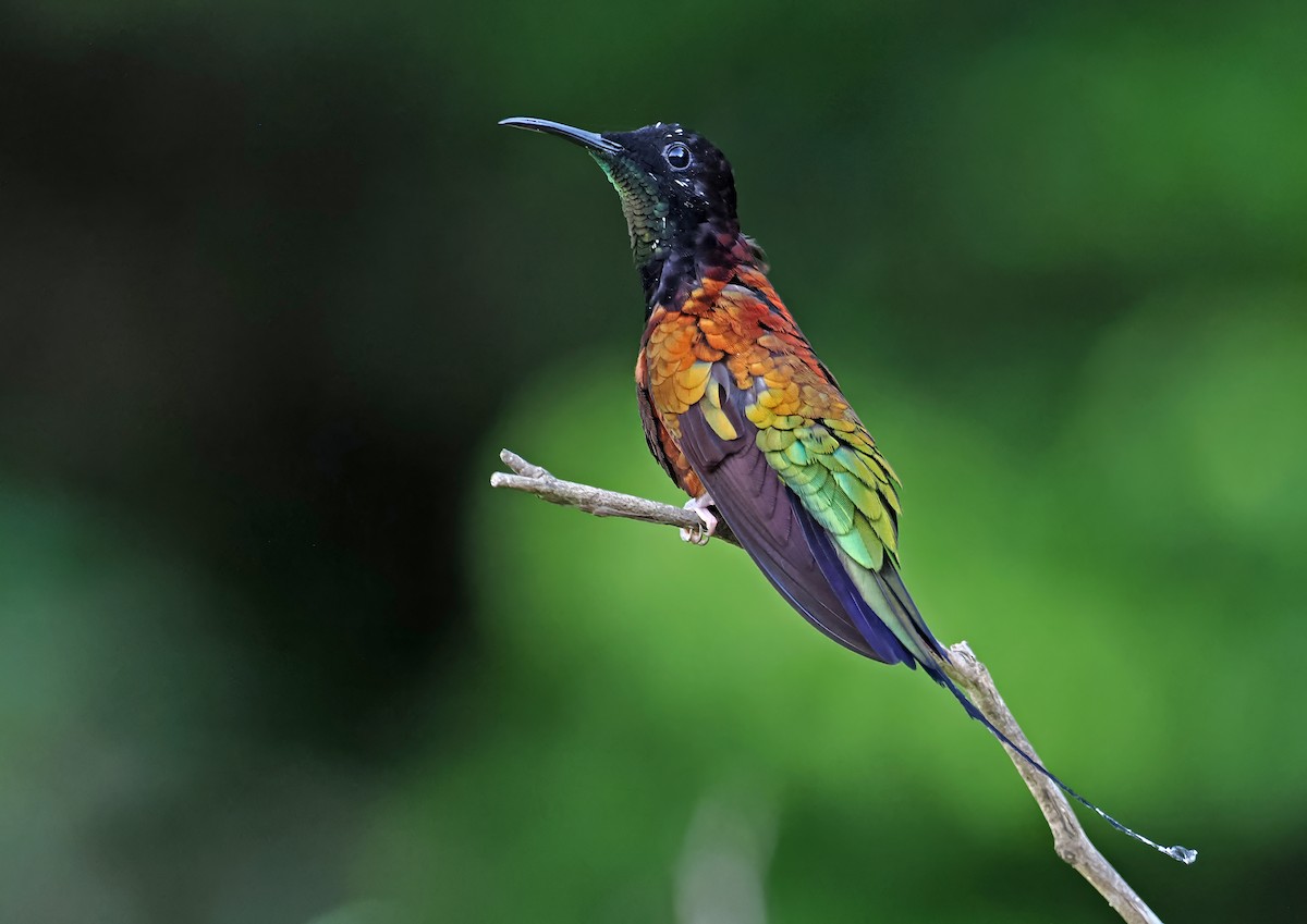 kolibřík zelenokostřečný - ML615471085