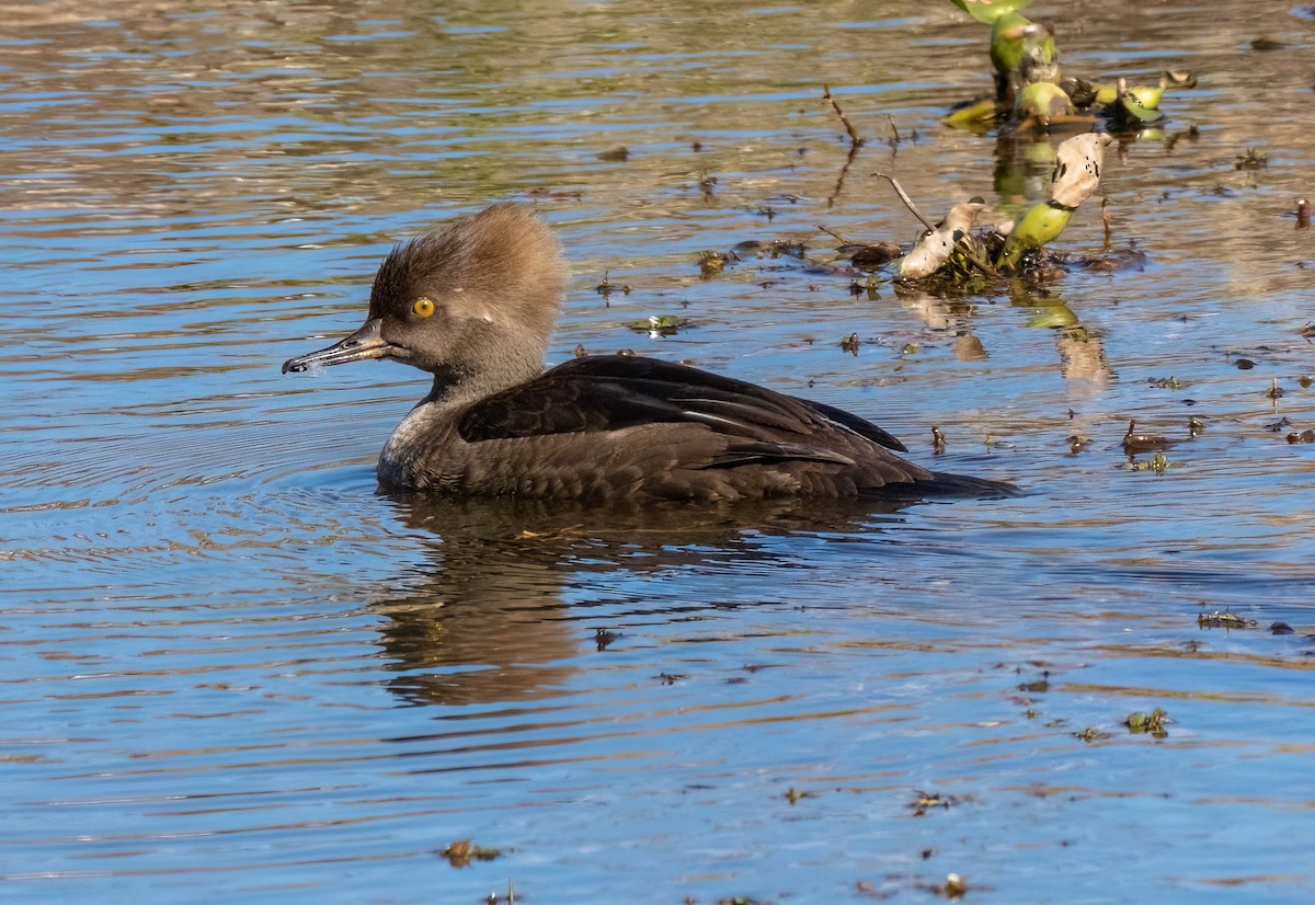 Hooded Merganser - ML615471186