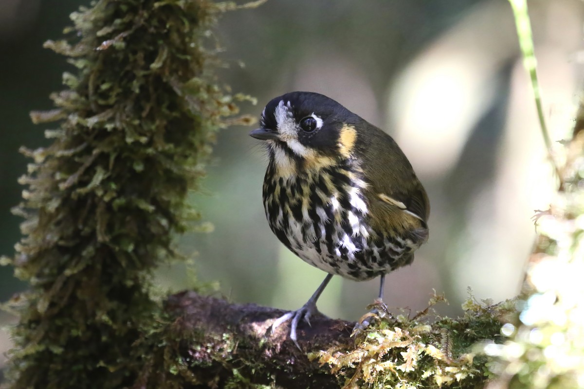 Crescent-faced Antpitta - ML615471187