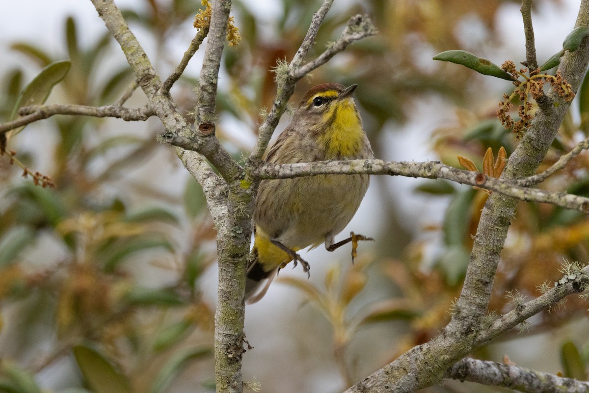 Palm Warbler - Robert Raffel