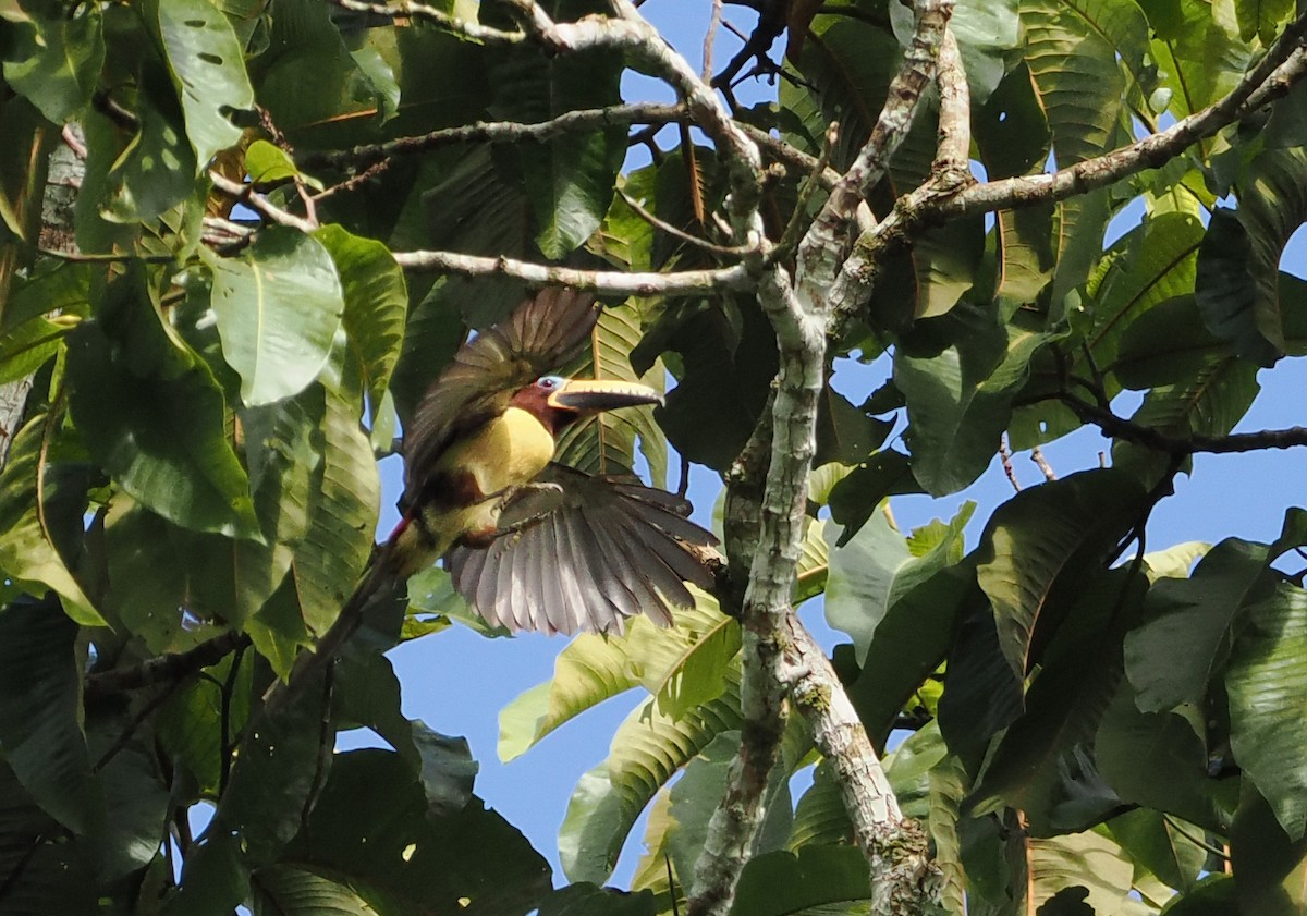 Lettered Aracari (Humboldt's) - ML615471205