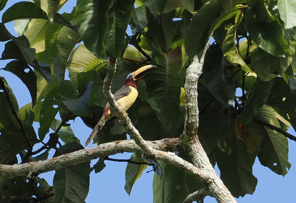 Lettered Aracari (Humboldt's) - ML615471206