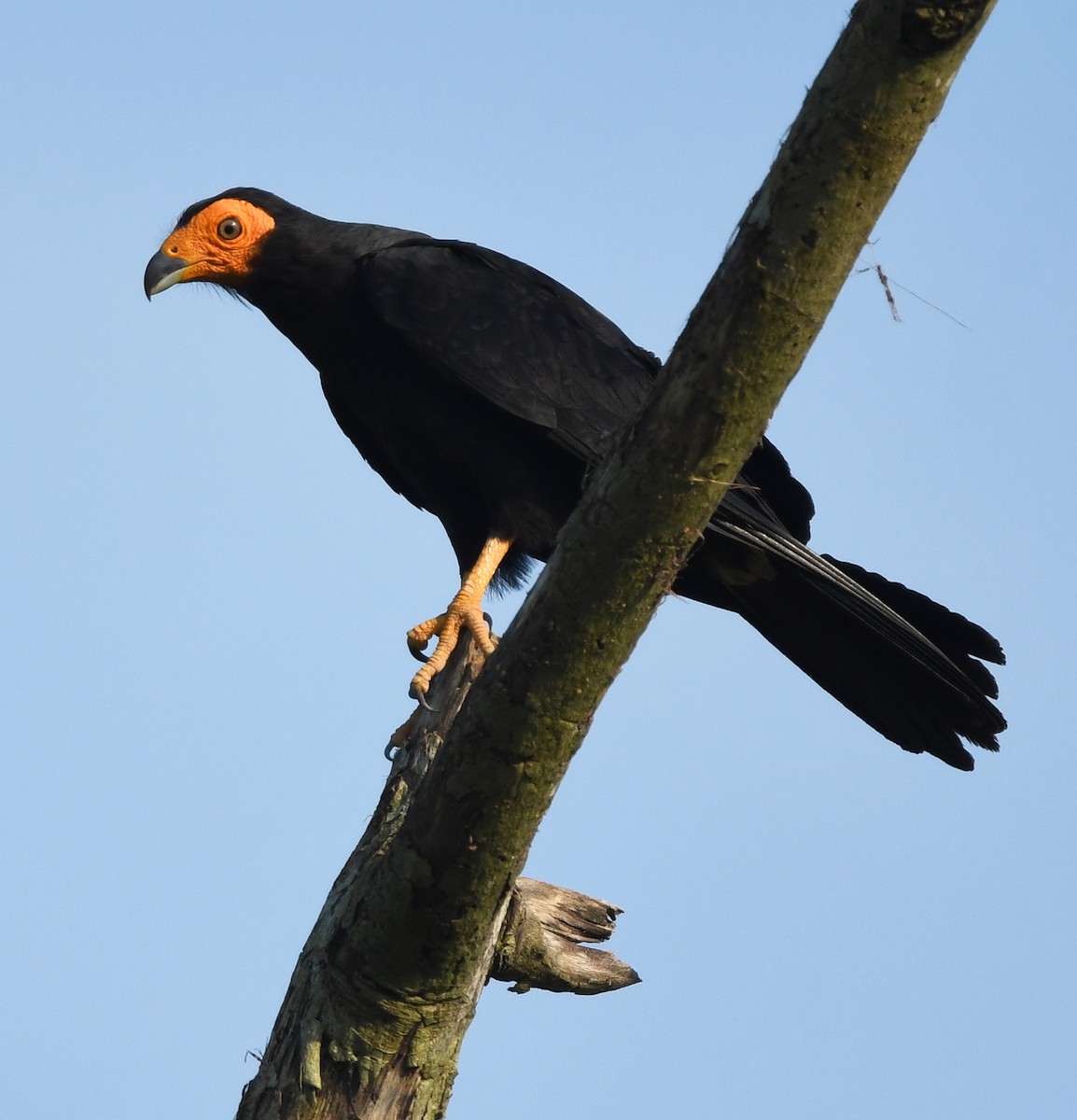 Black Caracara - ML615471235