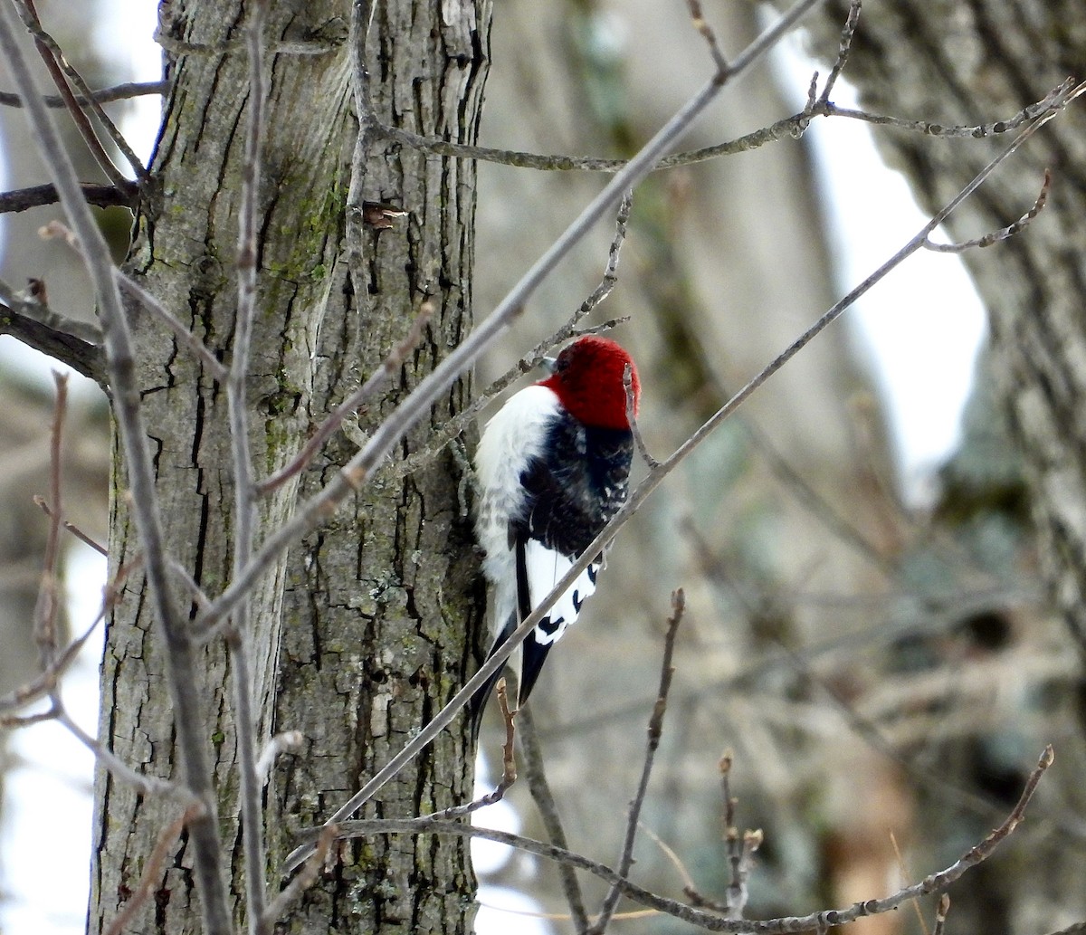 Red-headed Woodpecker - Ethan Goodman