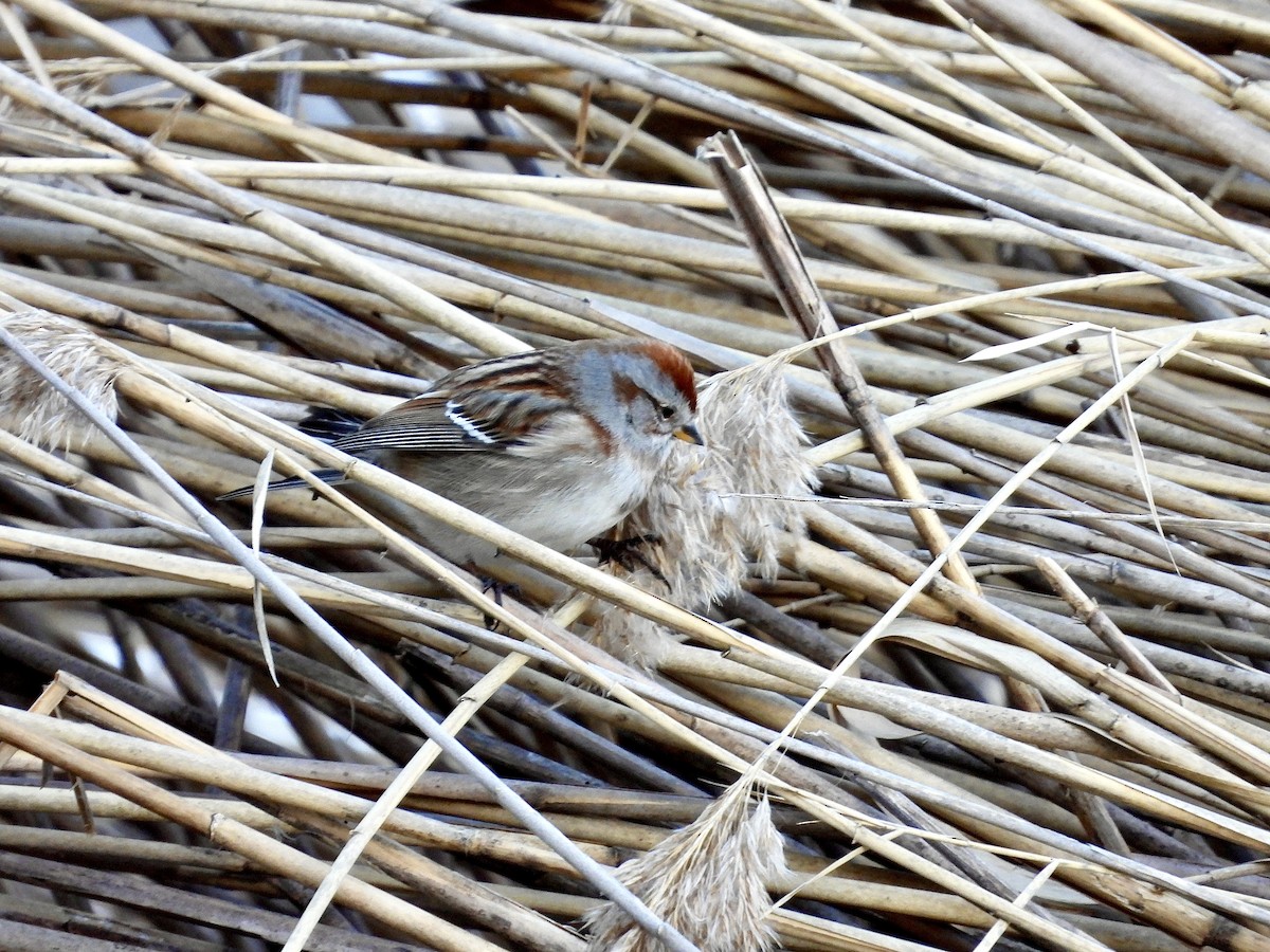 American Tree Sparrow - Ethan Goodman