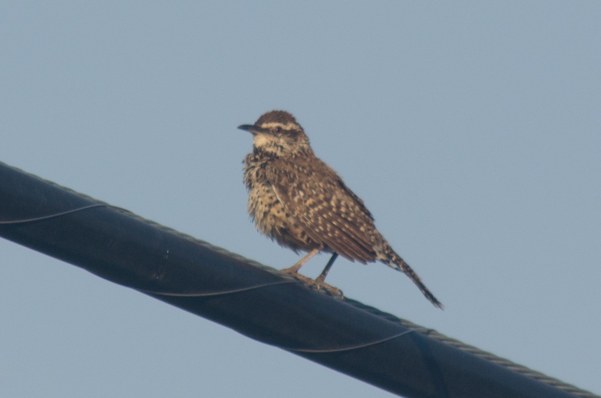 Cactus Wren - ML615471279