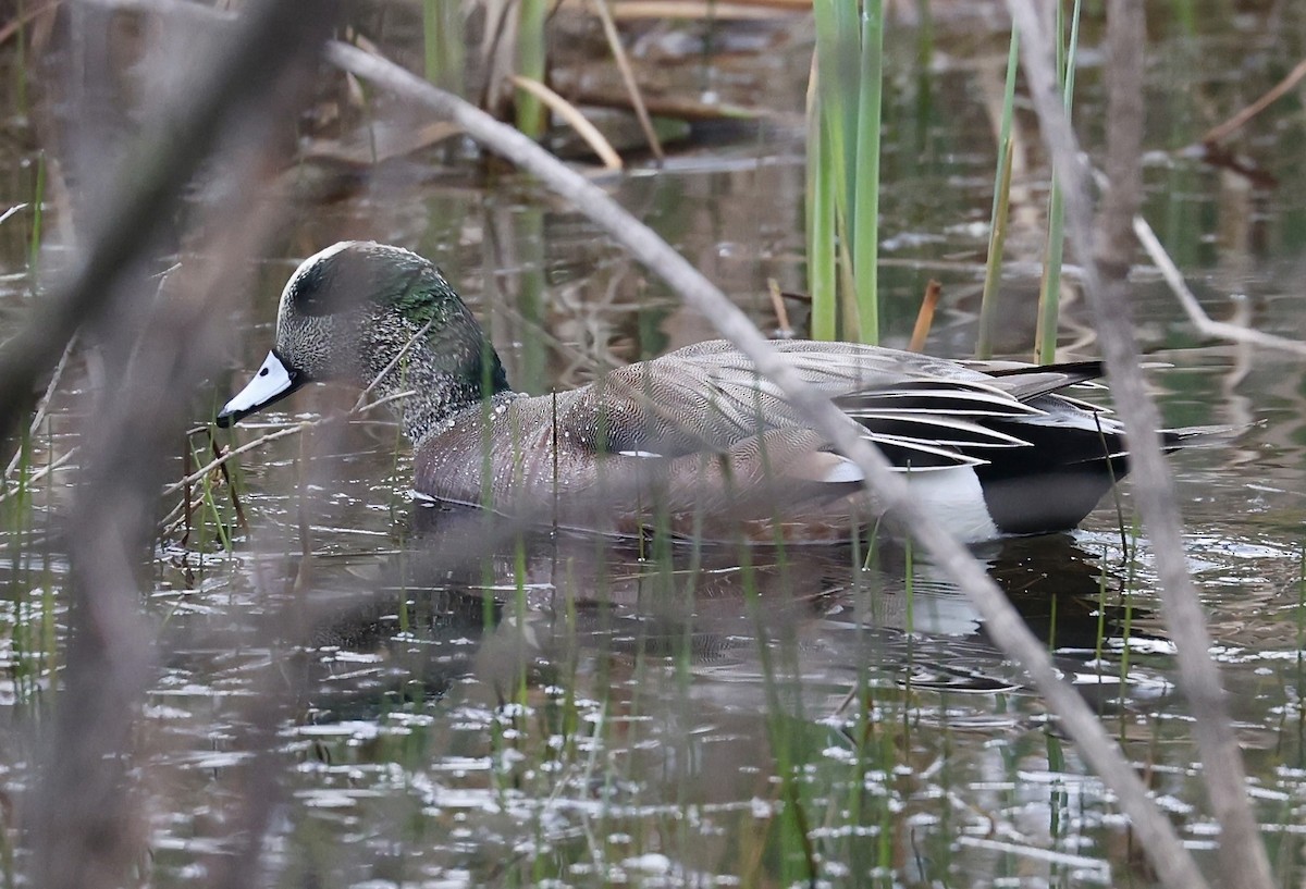 American Wigeon - ML615471329