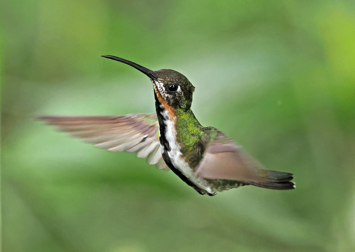 Black-throated Mango (Ecuadorian) - ML615471344