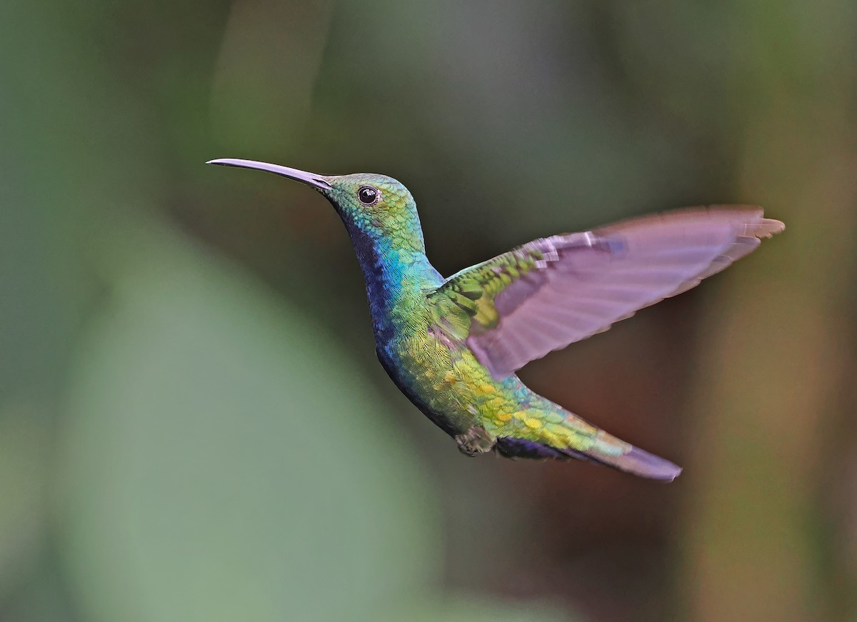 Black-throated Mango (Ecuadorian) - ML615471345