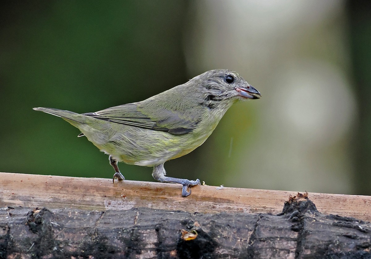 Thick-billed Euphonia (Thick-billed) - ML615471366