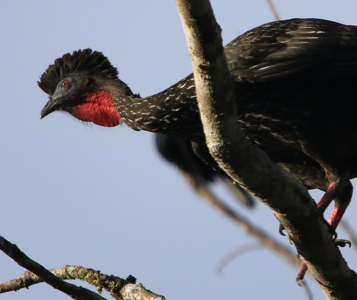 Crested Guan - ML615471381