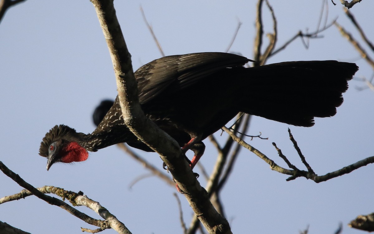 Crested Guan - ML615471382