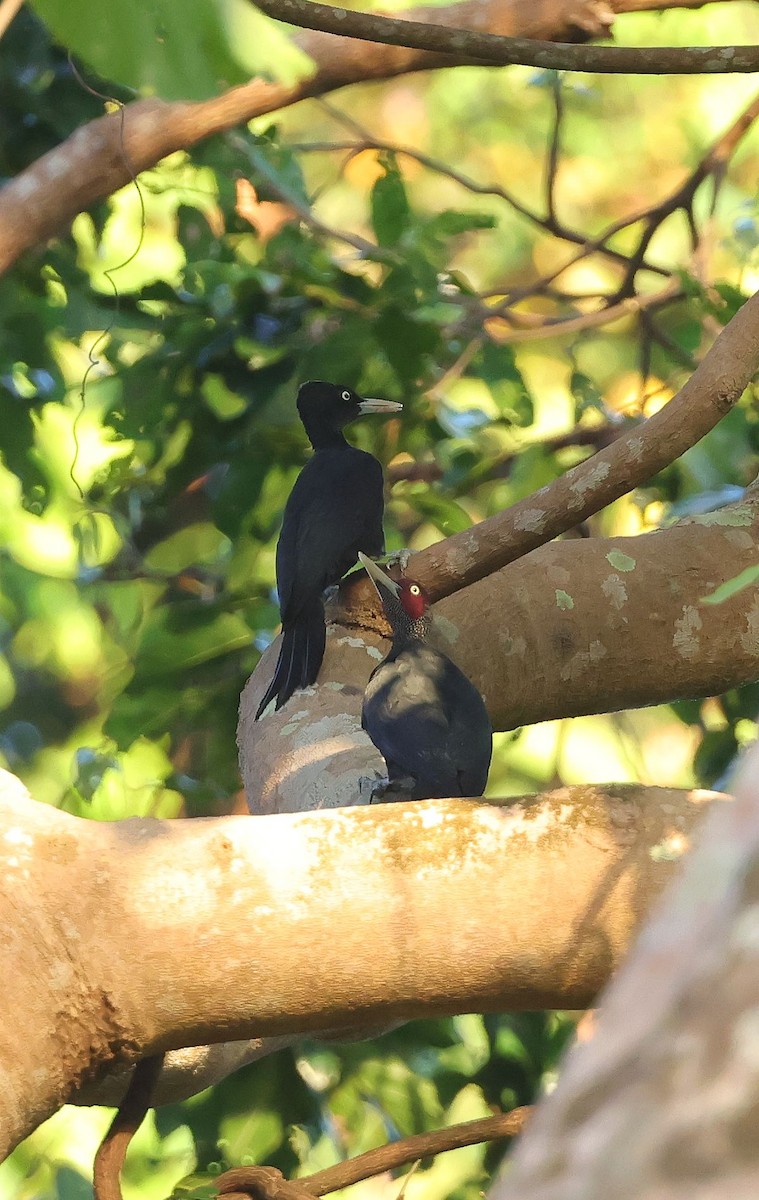 Northern Sooty-Woodpecker - Mika Ohtonen