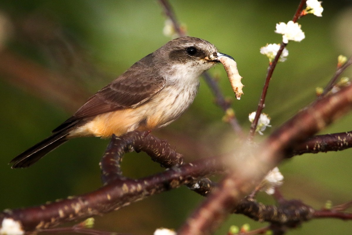 Vermilion Flycatcher - ML615471482