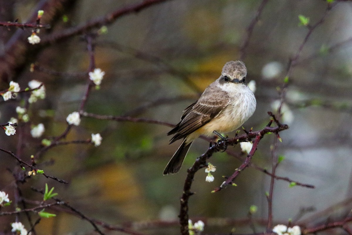 Vermilion Flycatcher - ML615471483