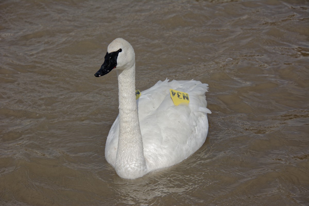Trumpeter Swan - ML615471493