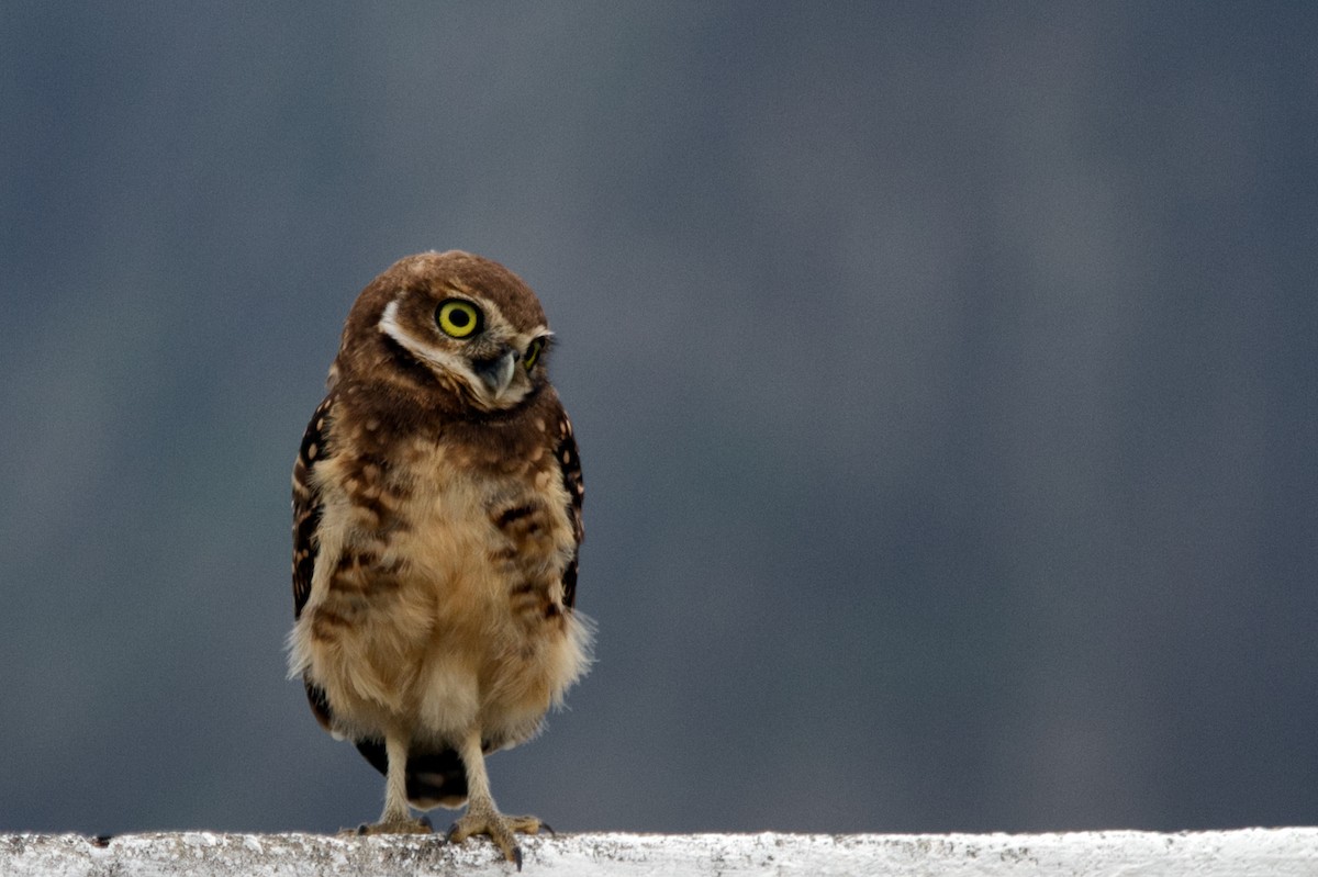 Burrowing Owl - ML615471521