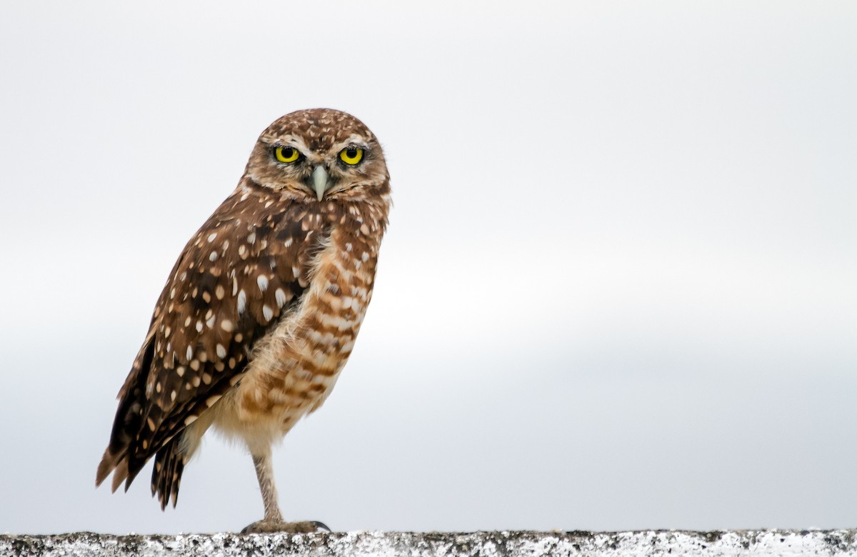 Burrowing Owl - ML615471522