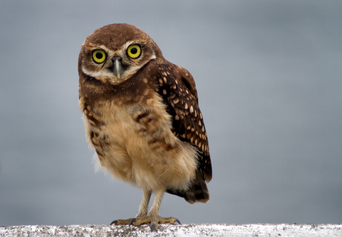 Burrowing Owl - ML615471523