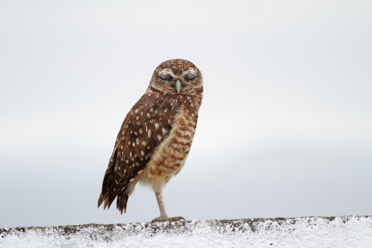 Burrowing Owl - ML615471530