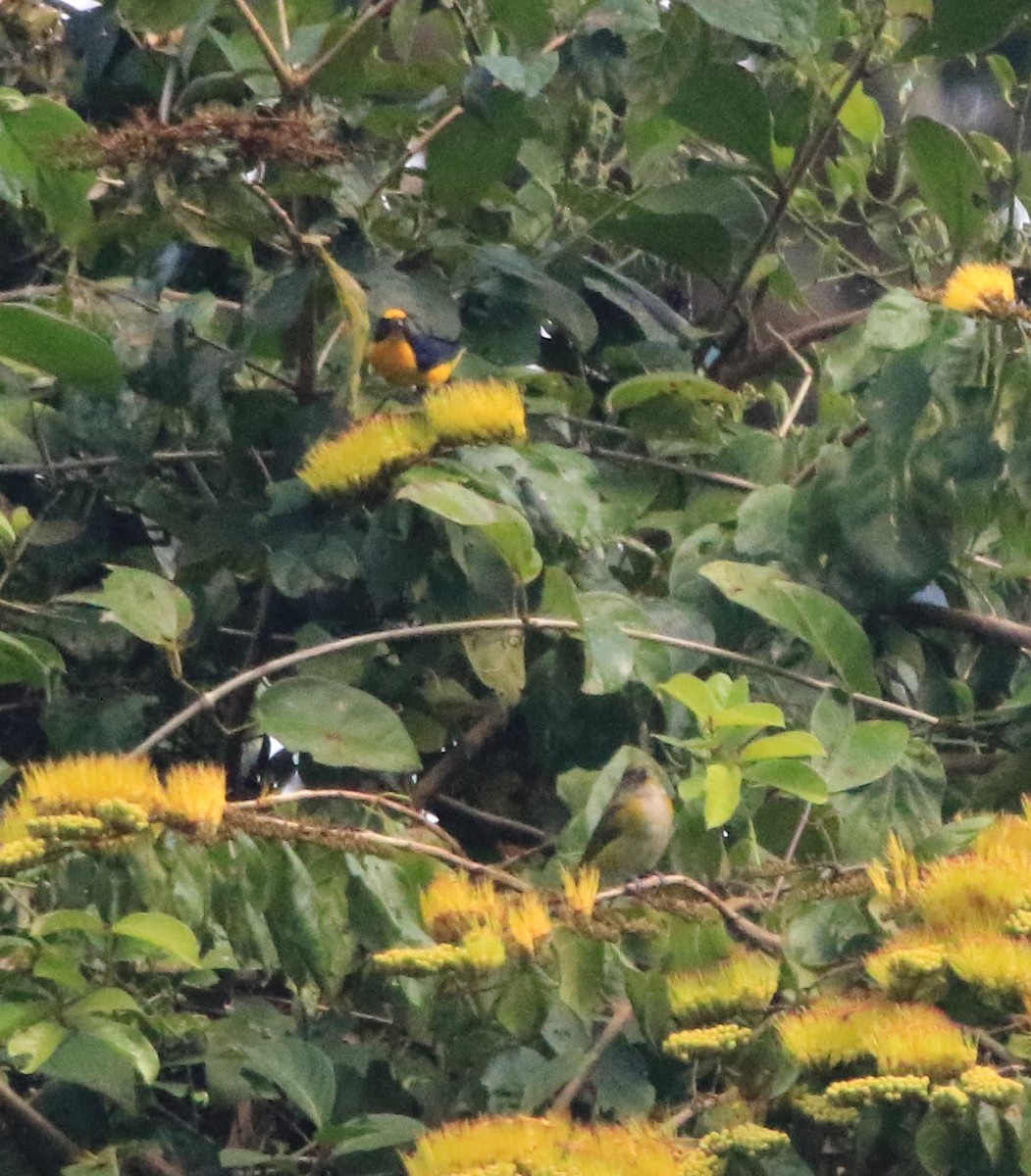 Yellow-throated Euphonia - ML615471570