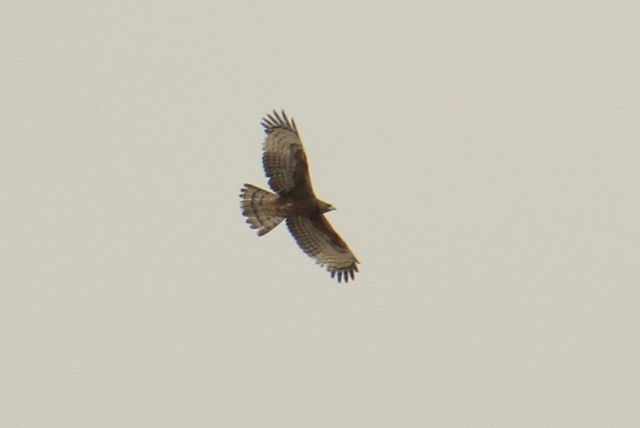 Oriental Honey-buzzard - ML615471635