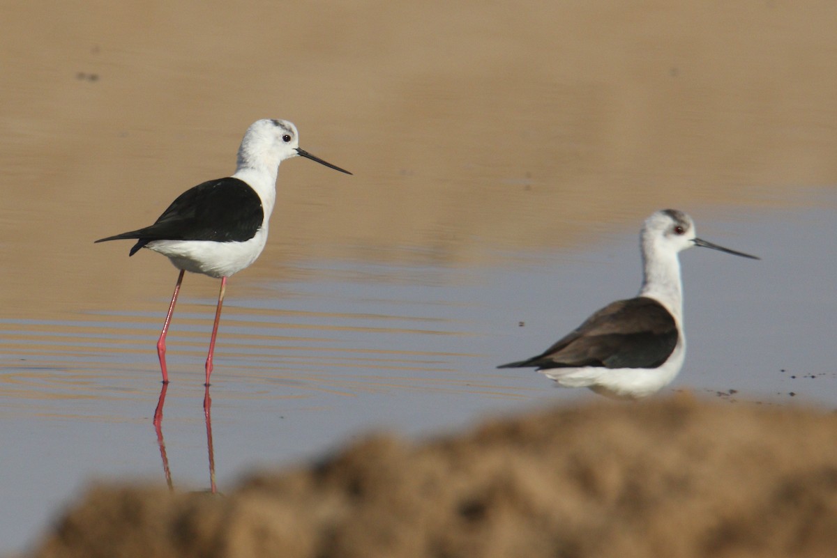 Black-winged Stilt - Andrzej Kośmicki