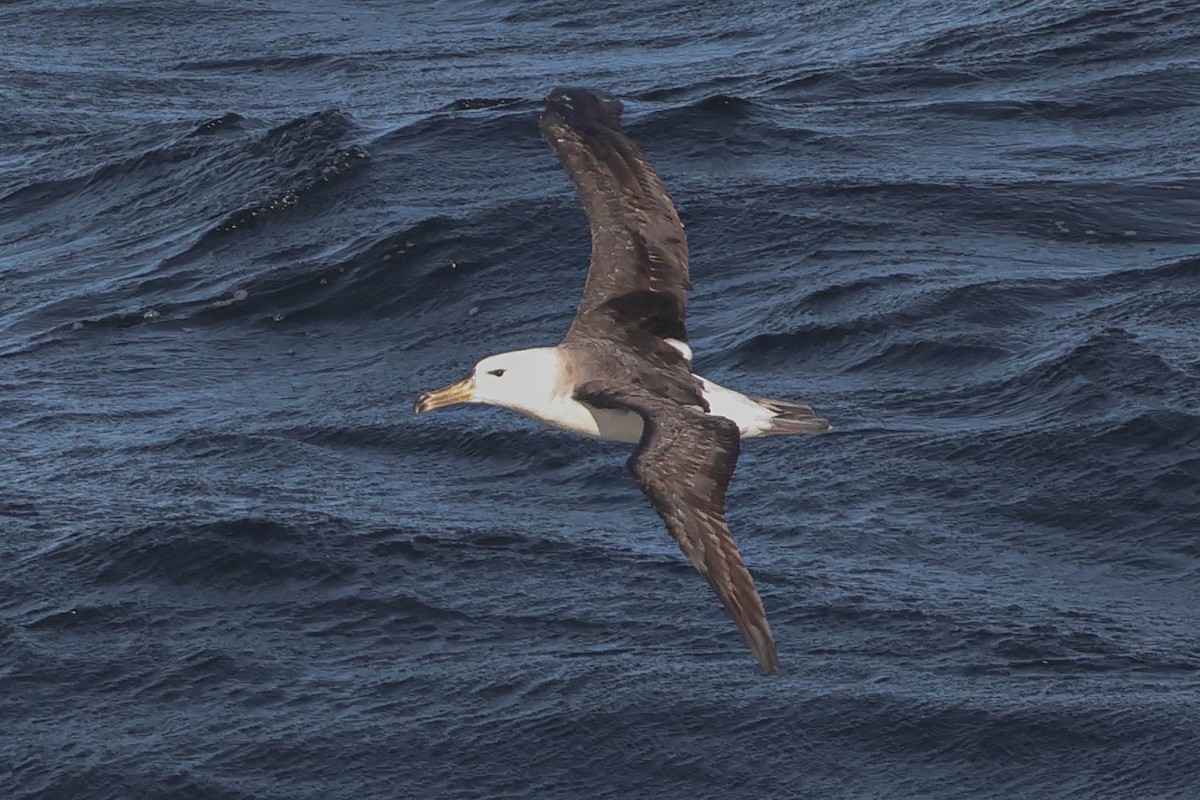 Black-browed Albatross - ML615471773