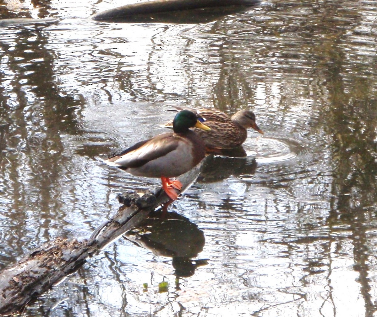 Mallard - ML615471786