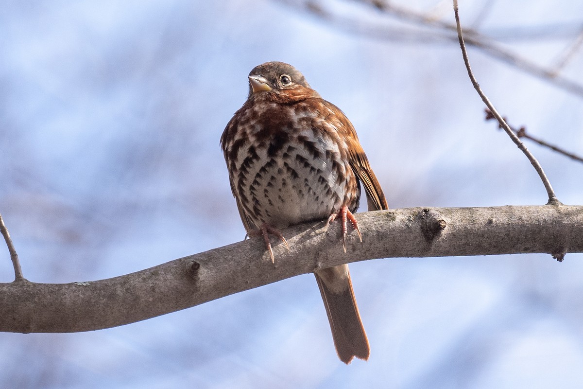 Fox Sparrow - ML615471853