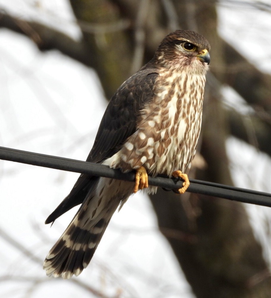 Merlin - dominic chartier🦤