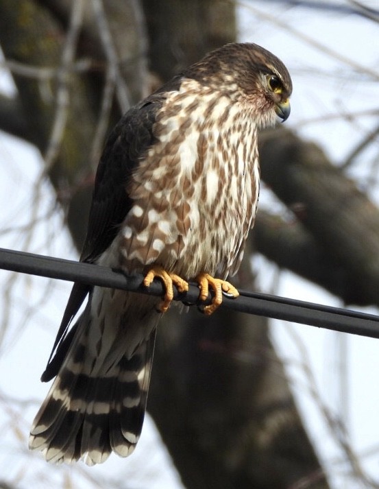 Merlin - dominic chartier🦤