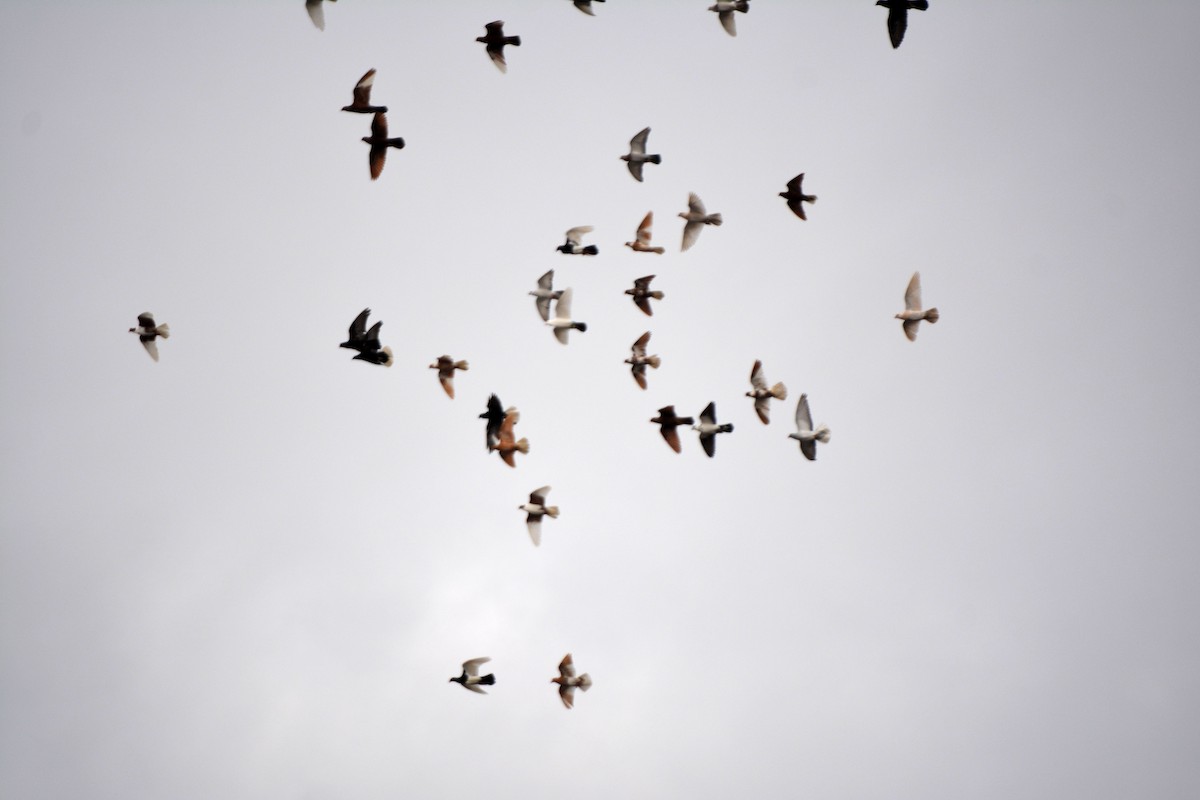 holub skalní (domácí) - ML615471880