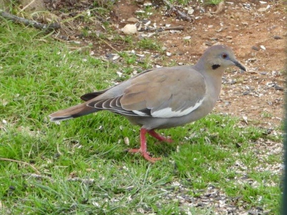 White-winged Dove - ML615472009