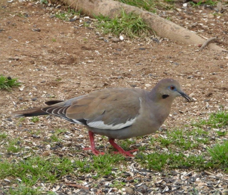 White-winged Dove - ML615472025