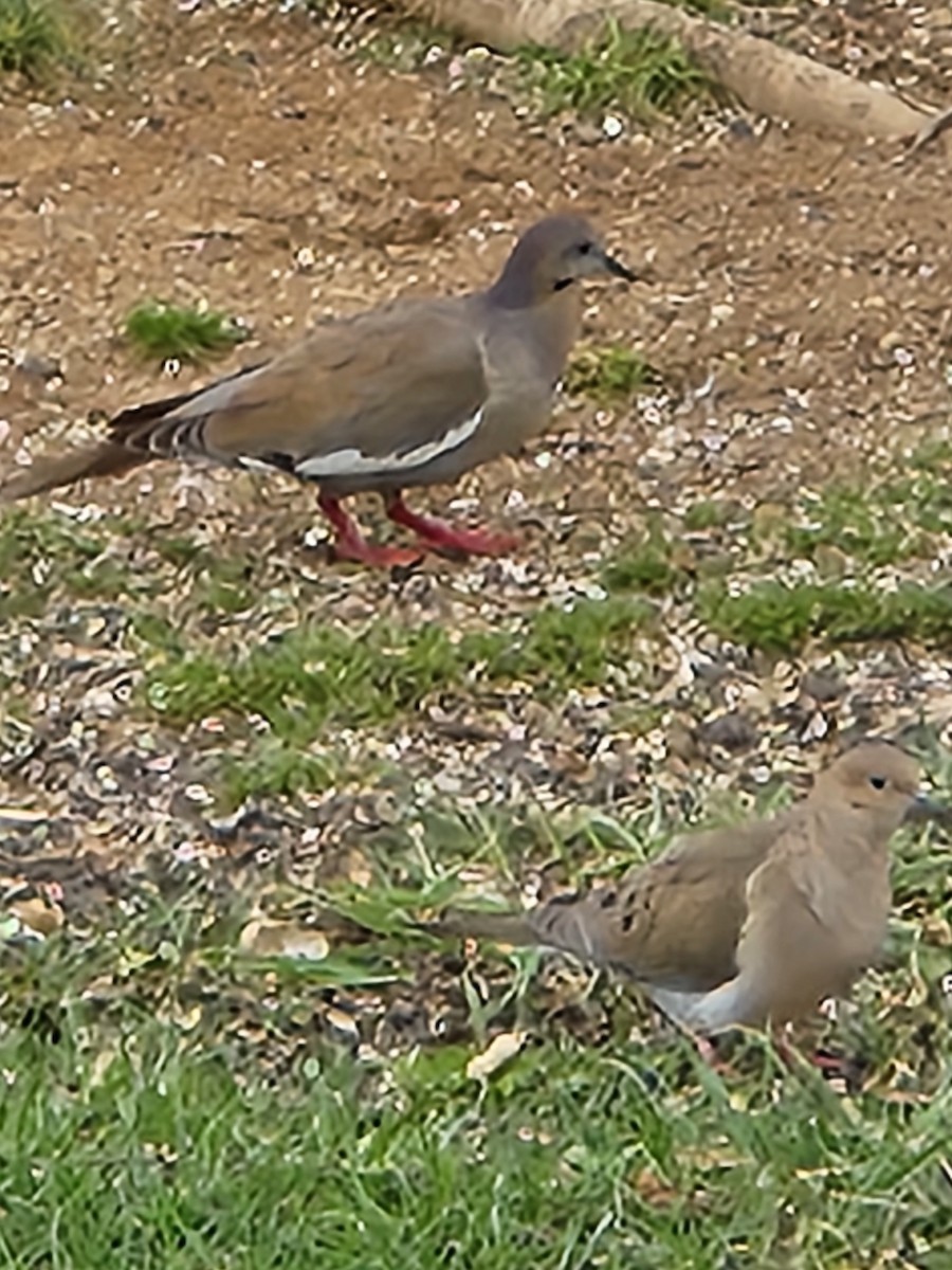 White-winged Dove - ML615472027