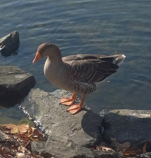 Graylag Goose - ML615472040