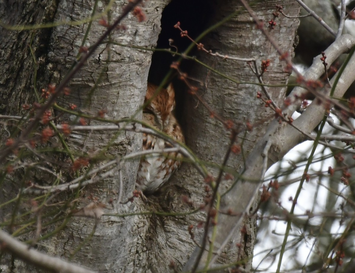 Eastern Screech-Owl - ML615472058