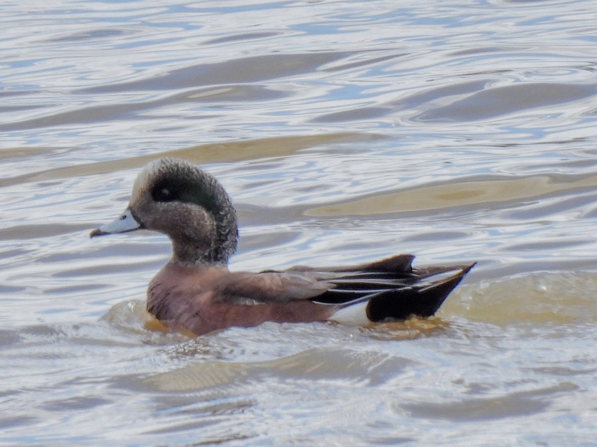 American Wigeon - Maggie Griffith