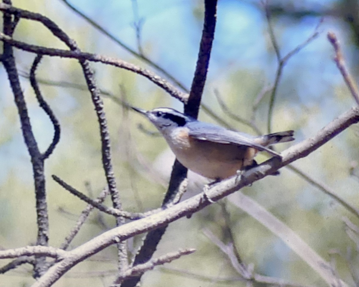 Red-breasted Nuthatch - ML615472181