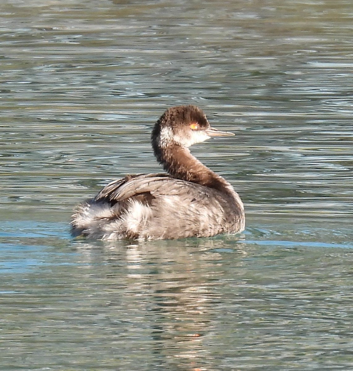 Eared Grebe - Julie Furgason