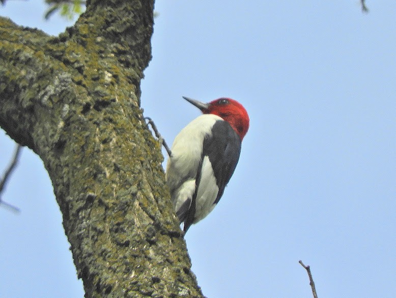 Pic à tête rouge - ML615472284