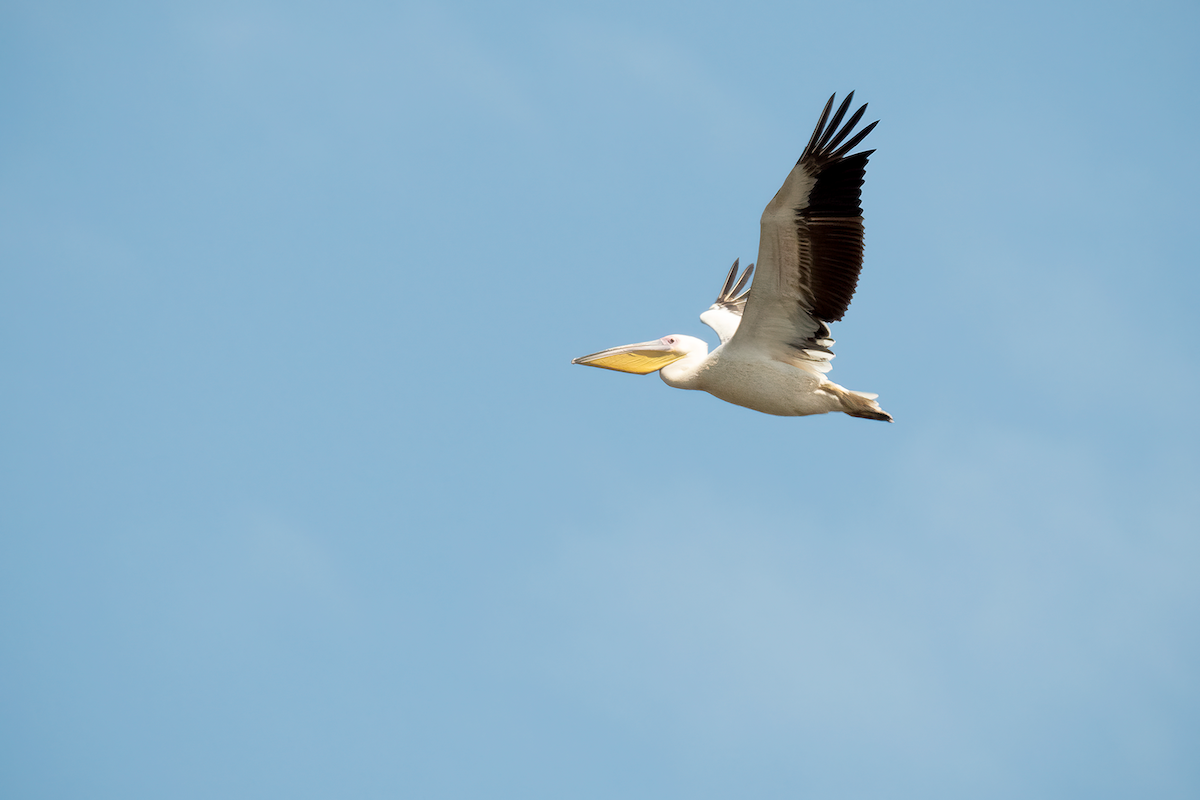 Great White Pelican - ML615472291